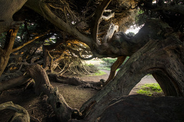 Windblown Tree