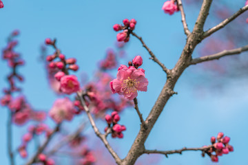 Spring plum blossom
