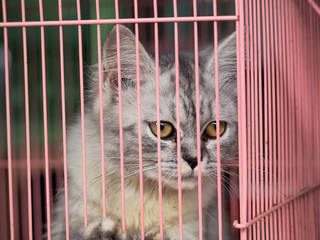 Cat in the cage - 326292164