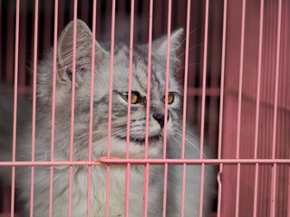Cat in the cage - 326292174