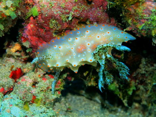 The amazing and mysterious underwater world of Indonesia, North Sulawesi, Manado, sea slug