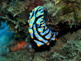 The amazing and mysterious underwater world of Indonesia, North Sulawesi, Manado, sea slug