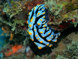 The amazing and mysterious underwater world of Indonesia, North Sulawesi, Manado, sea slug