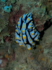 The amazing and mysterious underwater world of Indonesia, North Sulawesi, Manado, sea slug