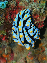 The amazing and mysterious underwater world of Indonesia, North Sulawesi, Manado, sea slug