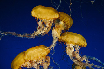 Yellow Jellyfish in blue water