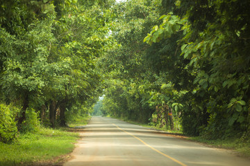 green fresh trees along street road 