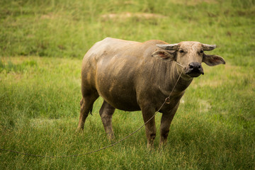 Naklejka na ściany i meble beautiful cow in the fresh grenn field
