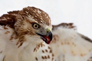 Red-tailed hawk The red-tailed hawk is a bird of prey that breeds throughout most of North America,...