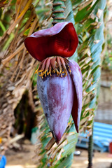Banana flower (Senegal)