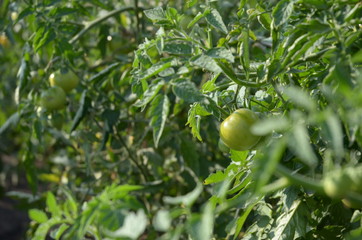 green tomatoes grow in the garden, not ripe fruits, organic products