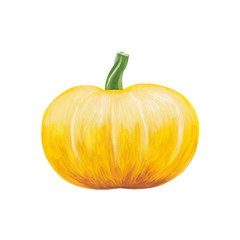 Round yellow whole pumpkin hand-drawn and isolated on white. Ripe Yellow Pumpkin - Raster stock illustration.