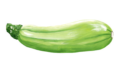 One-piece green squash isolated on white. Ripe squash in the peel. Vegetable drawing of a delicious ripe green vegetable marrow. Horizontal raster illustration