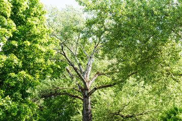 Fototapeta premium High tree with white bark aspen or poplar.