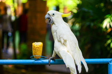 parrot on a branch