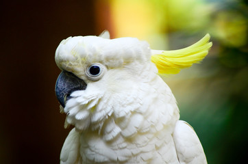 portrait of a parrot