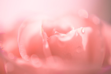 Blurred floral background. Close up pink rose from drops. Defocused photo