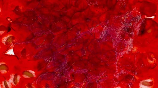Macro 4k video of fresh ripe raspberry being squeezed and crushed on white backgorund. Perfect abstract backdrop for organic food and healthy nutrition. Closeup of berries