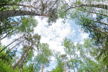 spring landscape of Green crown of trees against the sky. View of the sky through the trees from...