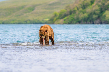 Ruling the landscape, brown bears of Kamchatka (Ursus arctos beringianus)