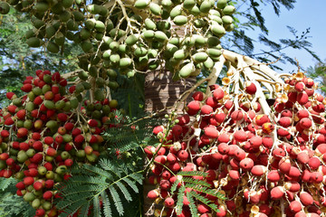 Areca - bunch of fruits (Senegal)