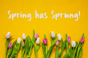 English Text Spring Has Sprung. White And Pink Tulip Spring Flowers. Yellow Wooden Background