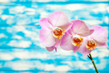A branch of purple orchids on a blue wooden background