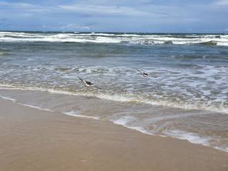 ondas na praia com pássaro voando