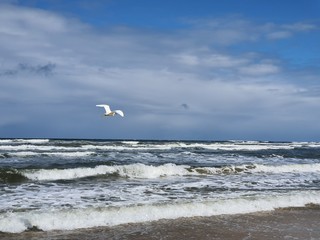 p&aacute;ssaro voando na praia