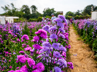 Purple, colorful margaret flowers in the flower garden