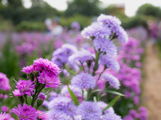 Purple, colorful margaret flowers in the flower garden