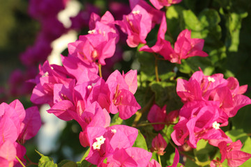 beautiful background of a lush bush of bright pink flowering plants close-up of bougainvillea with a blurred background, great for cards for birthday, women's day, Valentine's day or as a banner