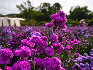 Purple, colorful margaret flowers in the flower garden