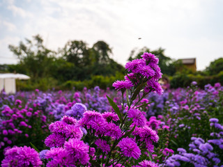 Purple, colorful margaret flowers in the flower garden