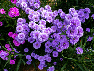 Purple, colorful margaret flowers in the flower garden