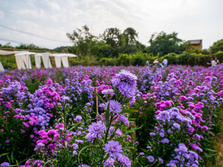 Purple, colorful margaret flowers in the flower garden