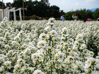 Beautiful white margaret flowers in the flower garden