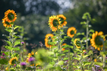 Field of sunflowers in a biodiverse, sunlit, meadow with bees and insects flying around