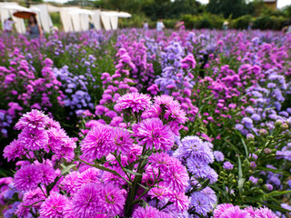 Obraz premium Purple, colorful margaret flowers in the flower garden