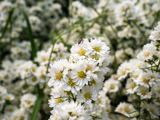 Beautiful white margaret flowers in the flower garden