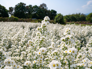 Fototapeta premium Beautiful white margaret flowers in the flower garden