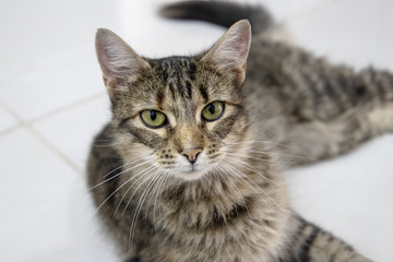 olhar de um gato cinza