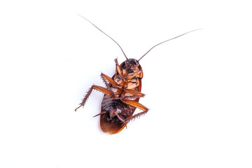 Close up dead cockroach supine isolated on white backgound.