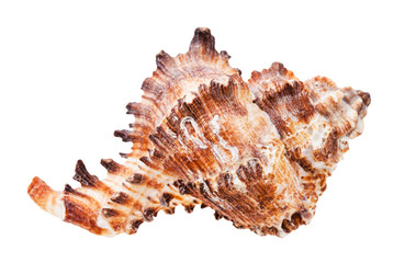 conch of brown muricidae mollusk isolated
