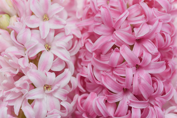 Macro closeup view of Hyacinth Pink Spring flowers on light pink background. Texture. concept of holiday, celebration, women day. Mother day