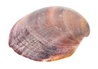 red brown shell of clam isolated on white