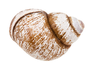 shell of snail isolated on white