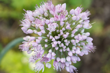 Top view of blooming arrow of onion.