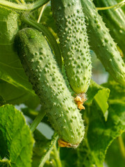 Fresh ripe cucumbers growing in greenhouse close up.