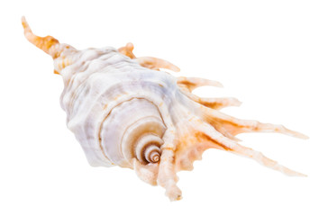 helix conch of murex snail isolated on white
